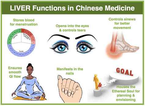 lv yin|liver yin deficiency and heat.